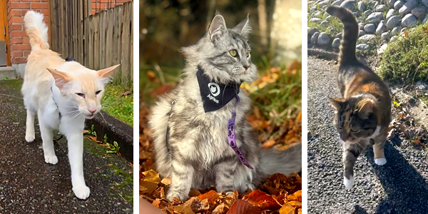 Kollagebild med tre katter som deltog i Agria Kattparad 2026. Om du klickar på bilden kommer du till Agrias tackfilm på Facebook.